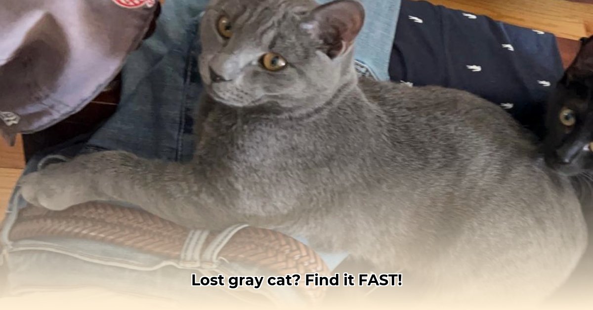 lost-gray-cat-blue-eyes